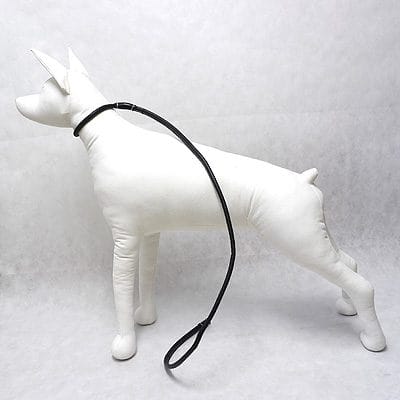 Let's the Dog Out